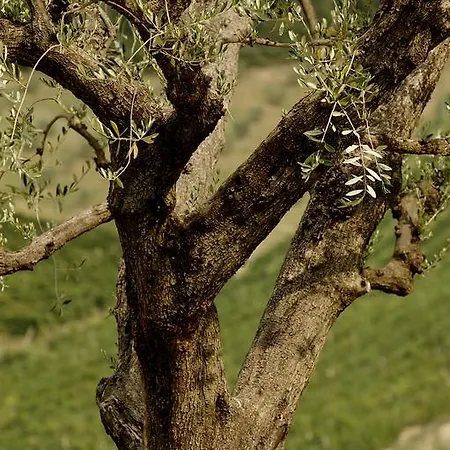 Fiorano ファームステイ Cossignano